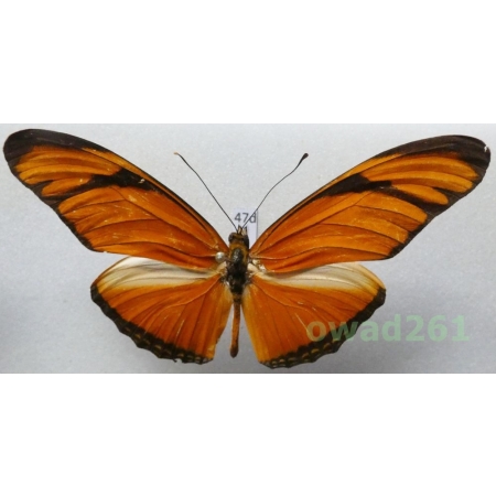 Dryas iulia (Fabricius, 1775) Peru 78mm47d